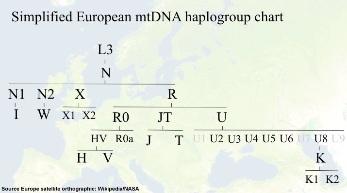 Simplified European mtDNA haplogroup chart
